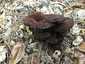 Fenyő-likacsosgomba (Phaeolus schweinitzii), Somogy
